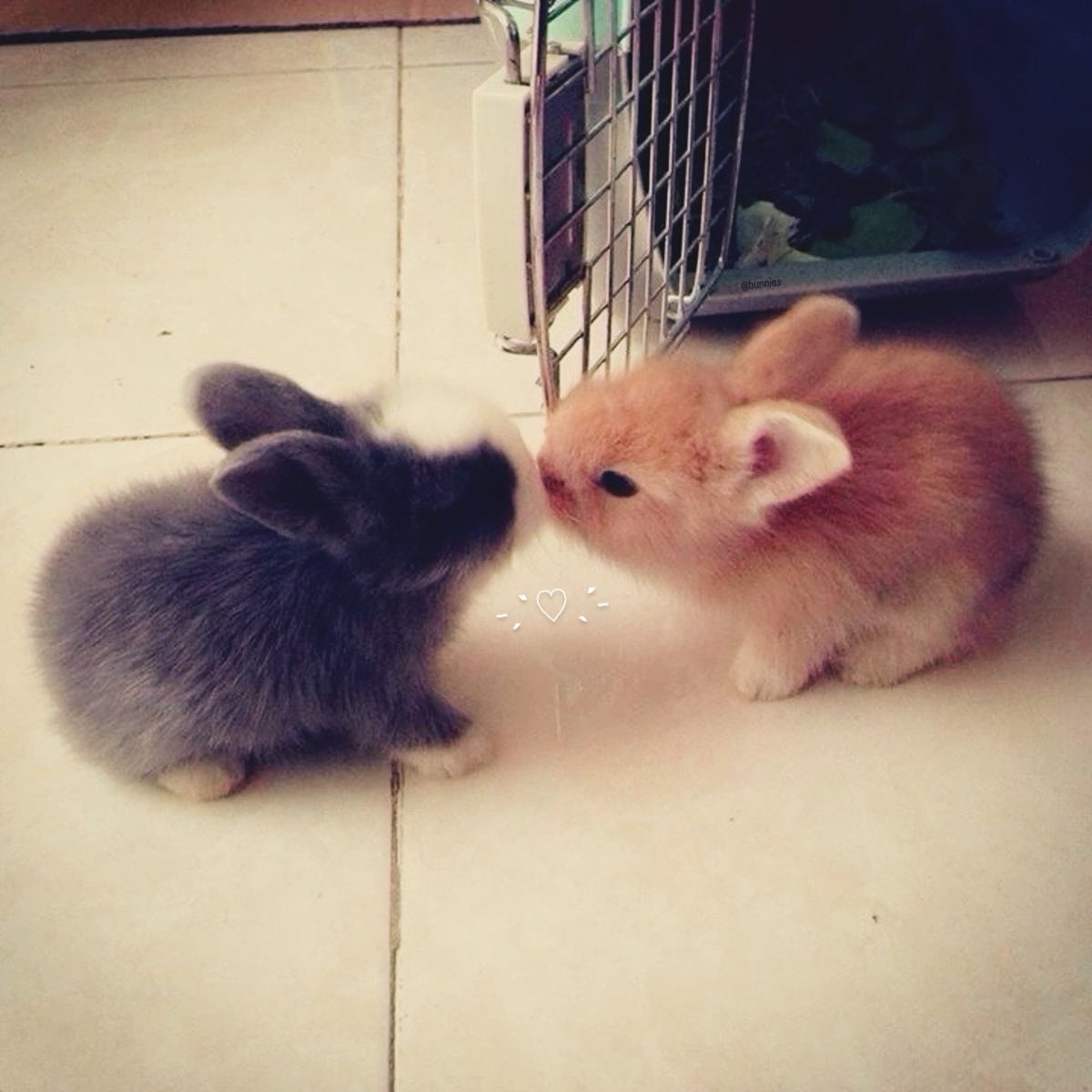 Bunnies (@bunnies) on Twitter photo 