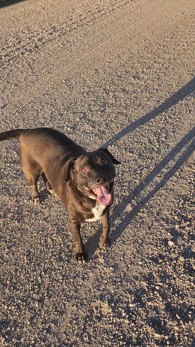 whtrngr's tweet image. What&apos;s it like having a pet dog live a full life and pass away peacefully at an old age? I&apos;ve had 5 dogs, 4 dying tragically young (5th alive sleeping by my side at 8yrs old). I&apos;m so exhausted by this. RIP B-man, you were such a good boy. 111724 #petloss #greif #rainbowbridge