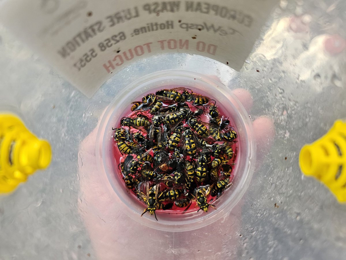 With eWasp spring queen trapping underway, eWasp has had a record number of spring queens caught in one trap at #jerrabomberrawetlands; 117 in 6 weeks = estimated 468,000 workers, a further 35,100 next generation queens removed from the #naturereserve and surrounding areas.