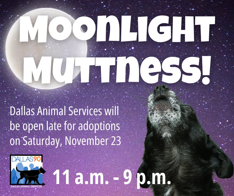 Join us for Moonlight Muttness!

Dallas Animal Services will be open late on 11/23 from 11 a.m. to 9 p.m. with FREE ADOPTIONS for all pets.

Temporary fostering or foster-to-adopt is also an option. Must be 18 or older and present an ID to adopt.