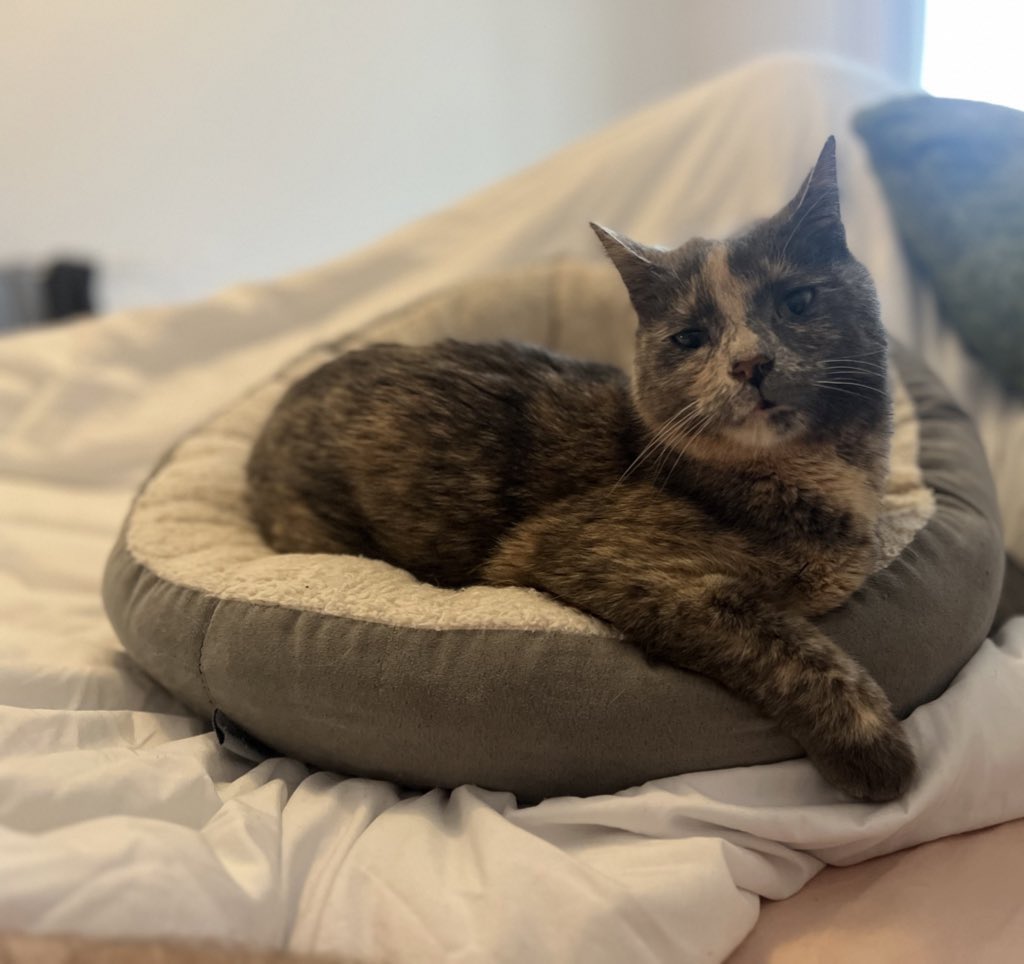 Everyone comment a picture of your cat or else I will be sad