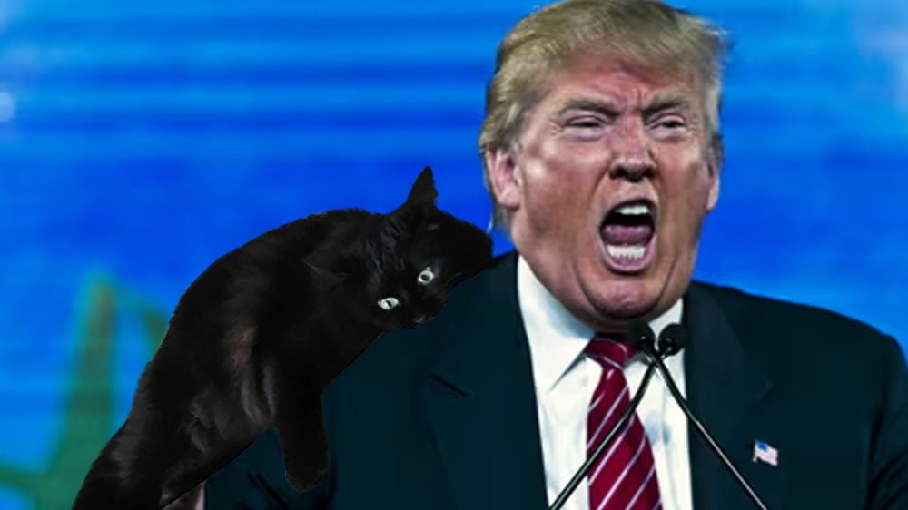 ChompyTheCat's tweet photo. $chompy congratulates #Trump2024 on their victory...  here's a nice chomp for ya... 

#crypto #solana #memecoins #trading #memes https://t.co/6NREDFJ6e0