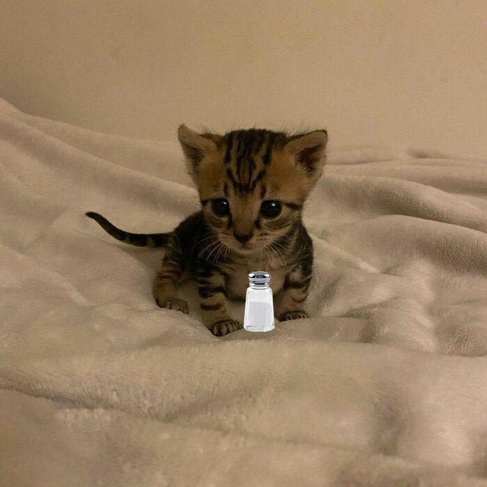 i keep a salt shaker for my haters at all times