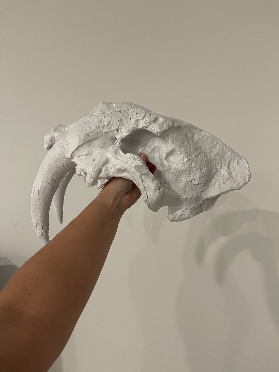 The_Pred_Head's tweet photo. White base coat on #predhead3 is done! And it’s fitting pretty nicely.
I think I’m going to initially paint it like my old versions and then will go over that with the new pattern.
What do y’all think? Should I keep it clean or go the graffiti route? ⬇️
#smashville https://t.co/8ecPuIZapS