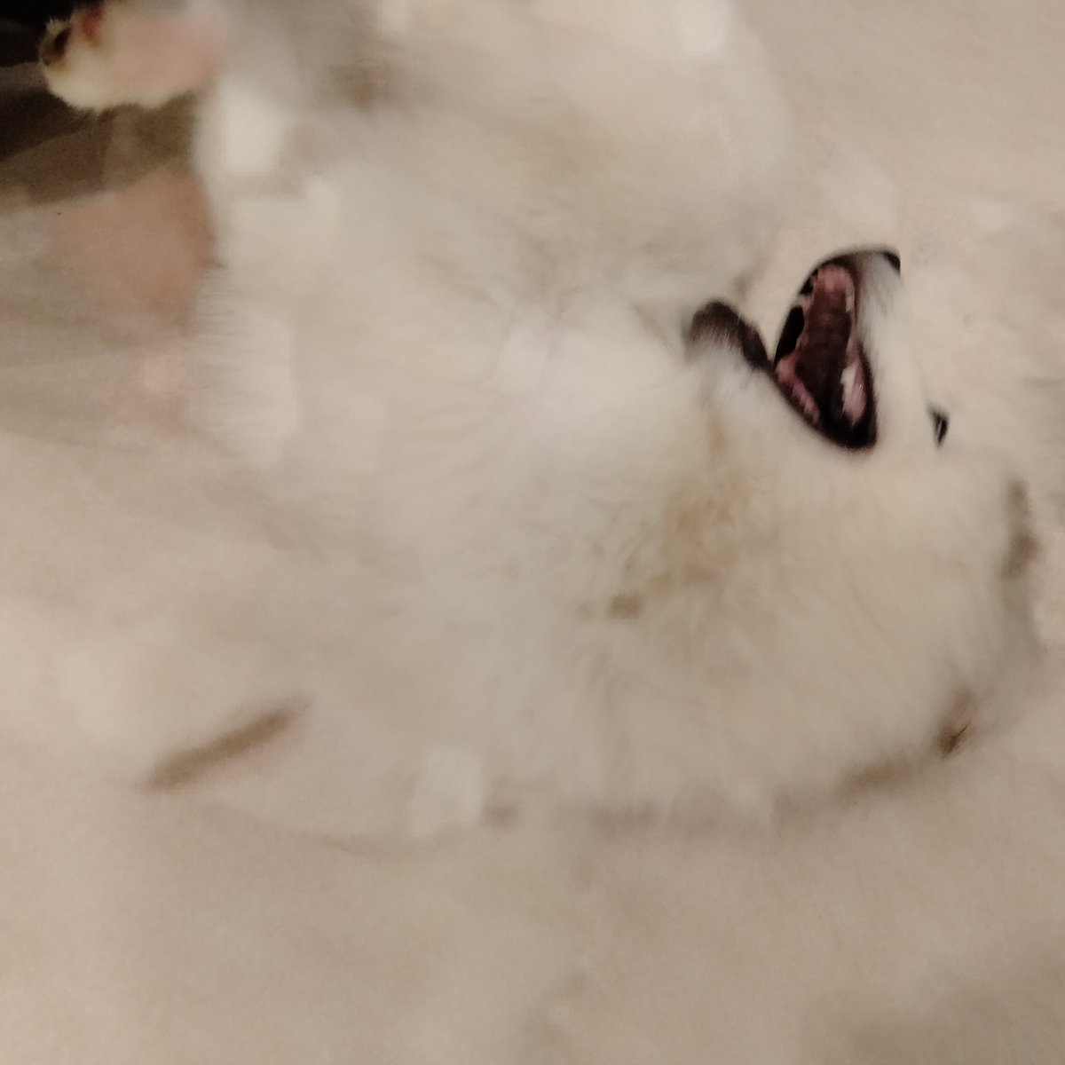 sweetbitter0r's tweet photo. #犬カフェ モッフルかなり楽しくて。まず犬ちゃんたちが全員まじで人懐こくて寄ってきてくれる。お店が広くていっぱい遊べる。店員さんが皆気さく。居心地いい!今日は2匹のわんちゃんにおもちゃで引っ張り回されてる最中にハスキーのシュシュちゃんの飛び顔面キッスで尻もちついてまじ至福すぎ…🥰笑 https://t.co/uV9CDnCNzo