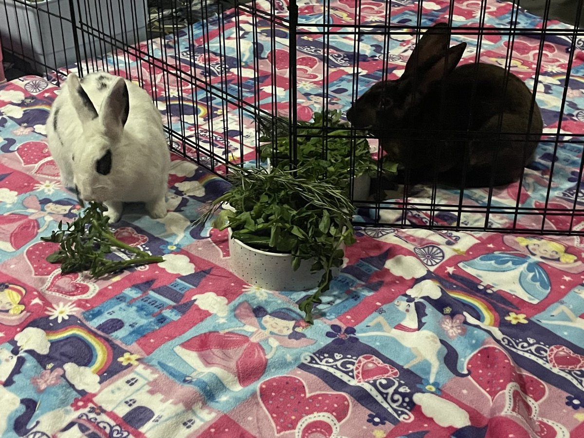 Cordelia tweet media