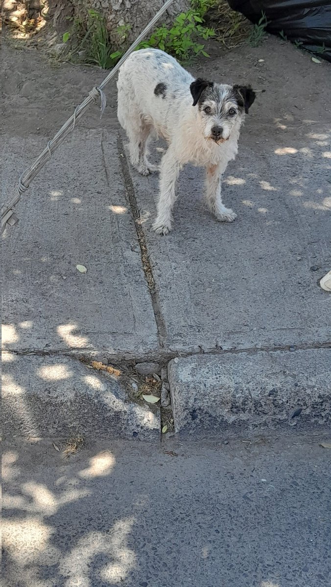 Casse_demz's tweet photo. Gente de la florida🙏🏻🚨🏎️
Poly se espcapó de su hogar temporal 🙏🏻🥹 ella no saben andar en la calle sola😭 (le fálra un pedacito de patita) 

#laflorida #SantiagodeChile #PERDIDA #MissUniverse2024 #YusufTekinYanlızdeğildir #Elprogramadelterror #NEDHON https://t.co/HCxvJIbnDE