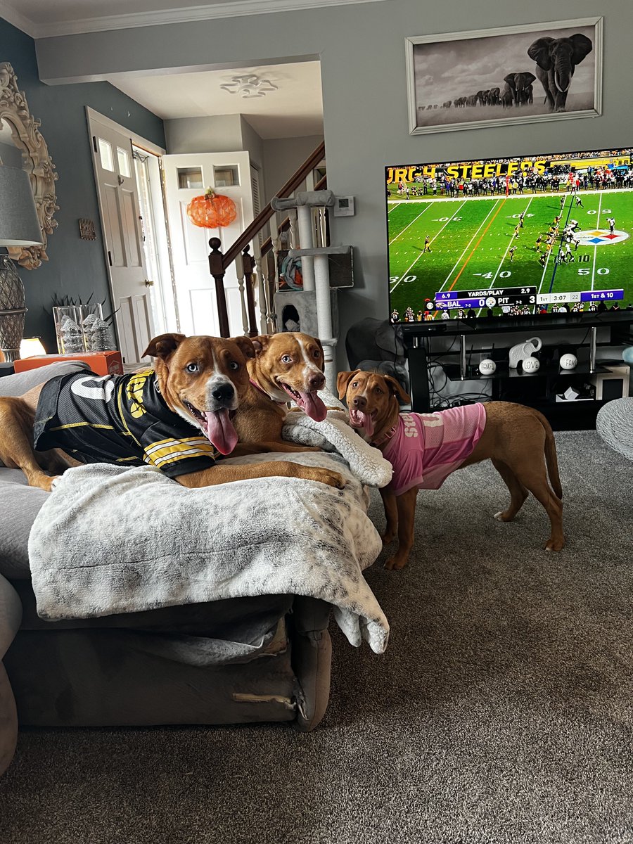 My little angel got to spend her birthday party with big brother (mine was the runt) and little sister (Mom and Dad had another litter recently), along with a <a href="/steelers/">Pittsburgh Steelers</a> win. Happy Sunday frens!