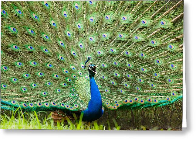 hellosaurav's tweet image. Today only - 25% Off All #GreetingCards . Promotion ends at 11:59 PM Eastern U.S. time Visit - fineartamerica.com/profiles/saura… #SauravPhoto