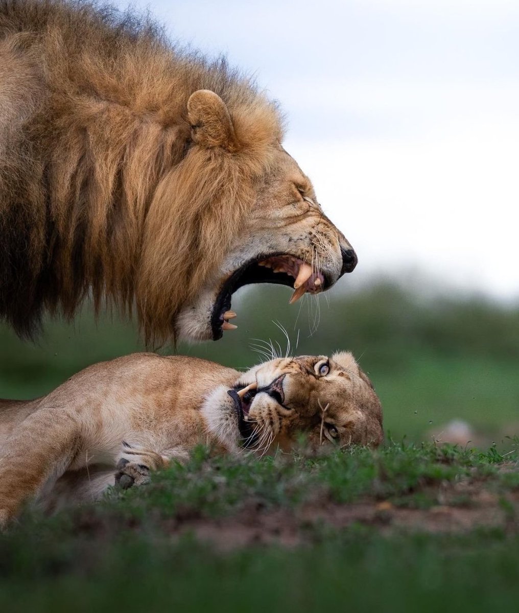 lilslayer's tweet image. Stay just like that” don’t move