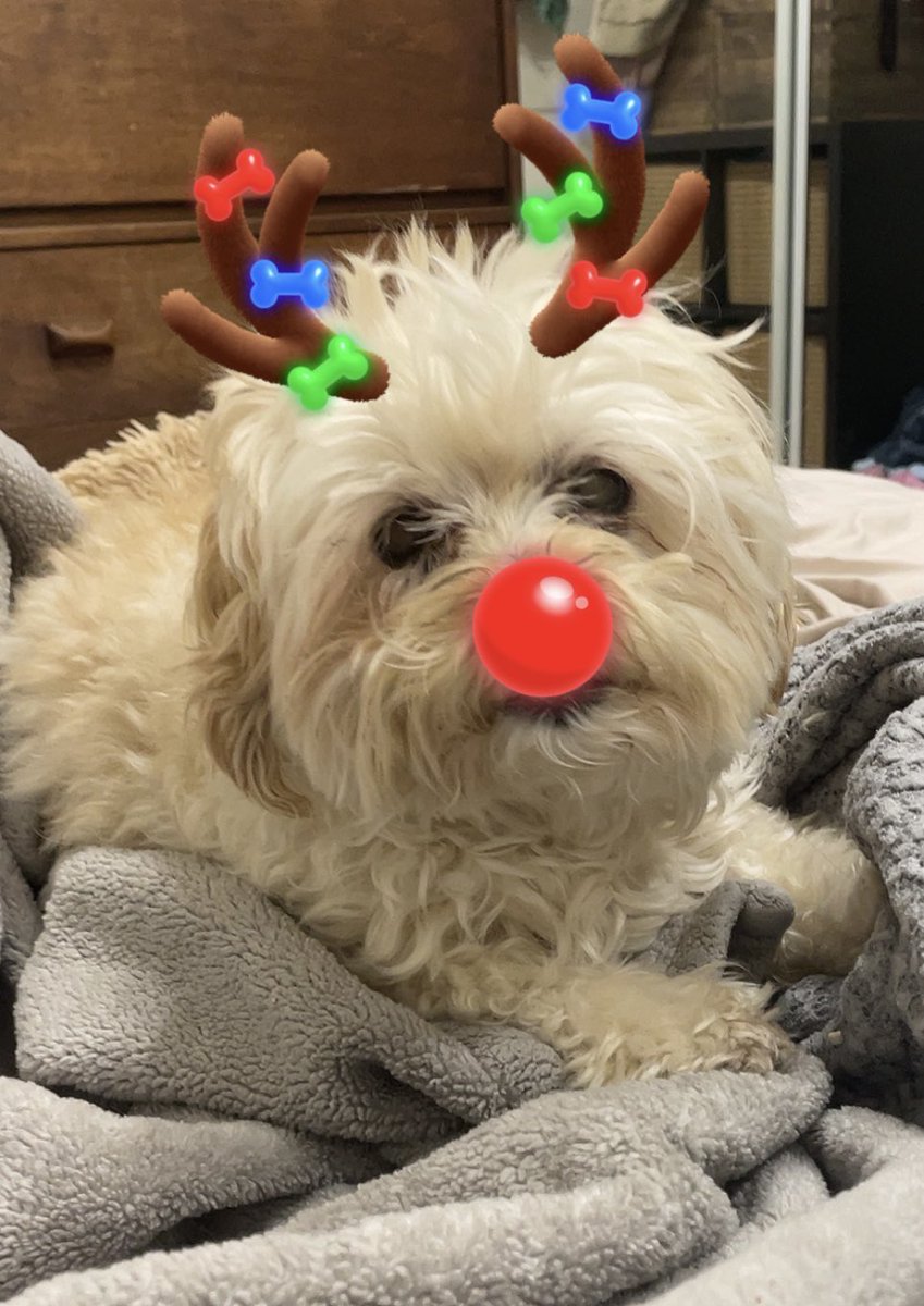 ashleyinsb's tweet photo. reindeer gus ❤️💚 https://t.co/cls4YfcRvx