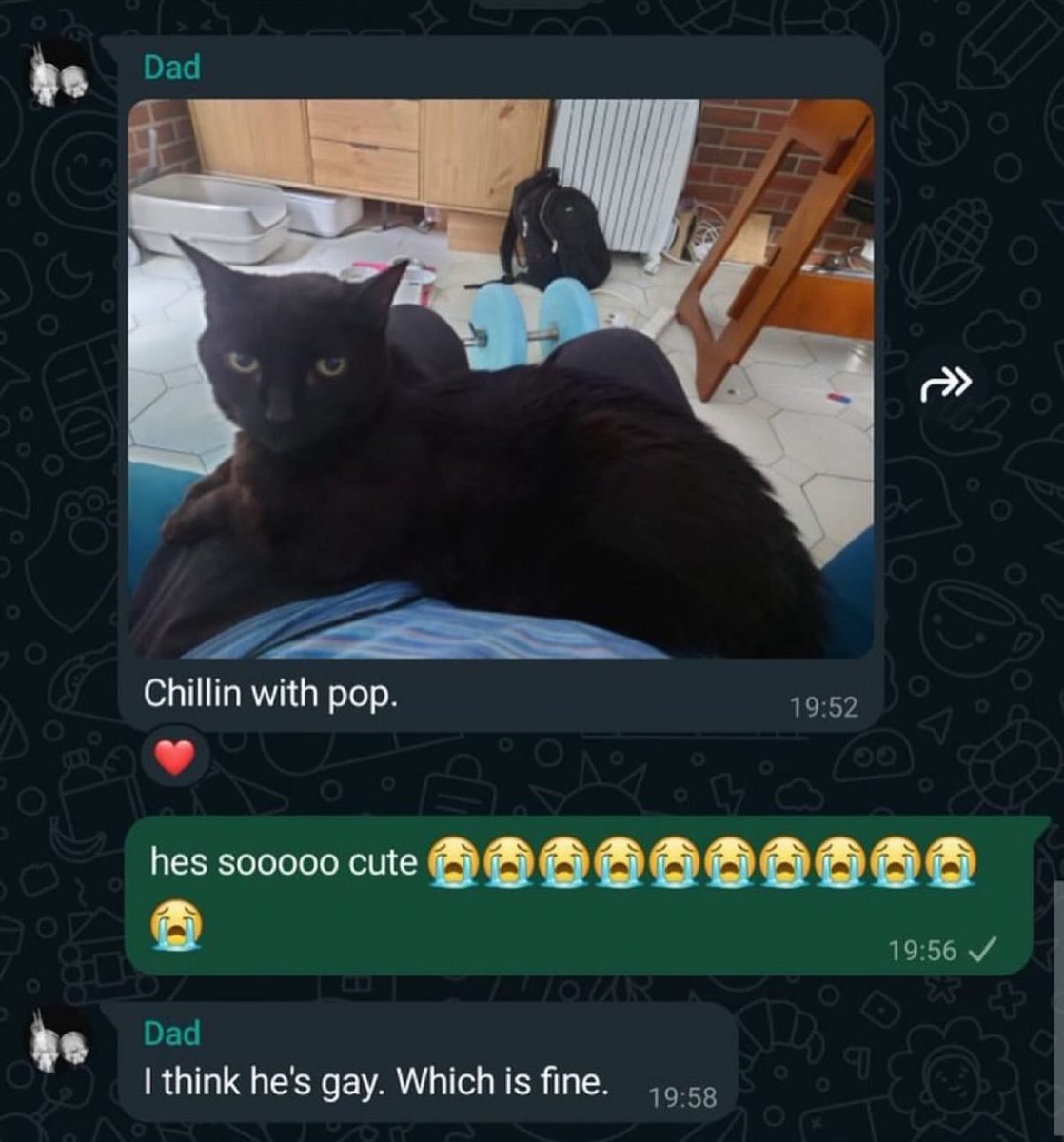 Punch Cat (@punchingcat) on Twitter photo 