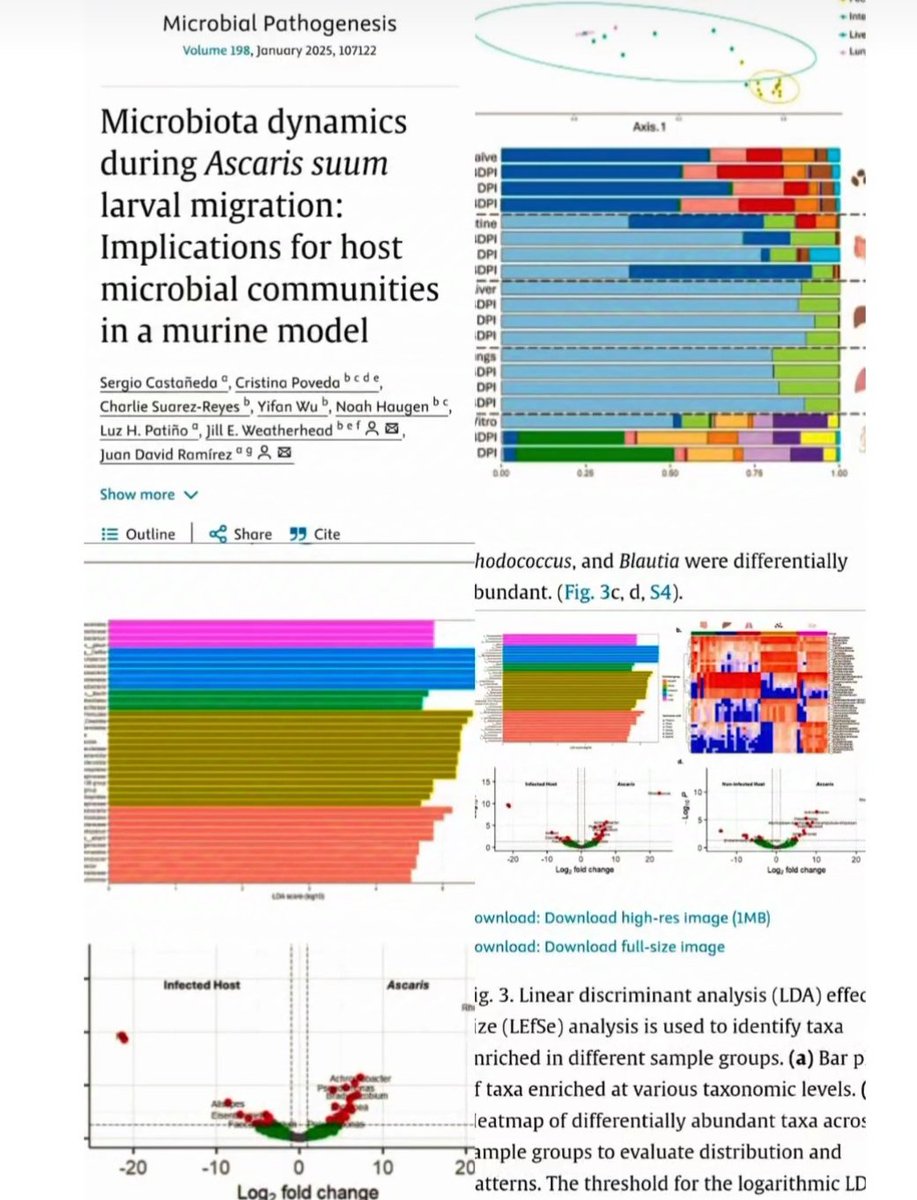 Sergio Castañeda (@scastanedag1) on Twitter photo Thrilled to share our latest publication: 'Microbiota Dynamics During Ascaris suum Larval Migration: Implications for Host Microbial Communities in a Murine Model', This collaboration has been outstanding! <a href="/CIMBIUR/">CIMBIUR</a> <a href="/JillWeather/">Jill Weatherhead, MD, PhD</a>
<a href="/jdramirez24/">Juan David Ramírez González</a> sciencedirect.com/science/articl… Thrilled to share our latest publication: 'Microbiota Dynamics During Ascaris suum Larval Migration: Implications for Host Microbial Communities in a Murine Model', This collaboration has been outstanding! <a href="/CIMBIUR/">CIMBIUR</a> <a href="/JillWeather/">Jill Weatherhead, MD, PhD</a>
<a href="/jdramirez24/">Juan David Ramírez González</a> sciencedirect.com/science/articl…