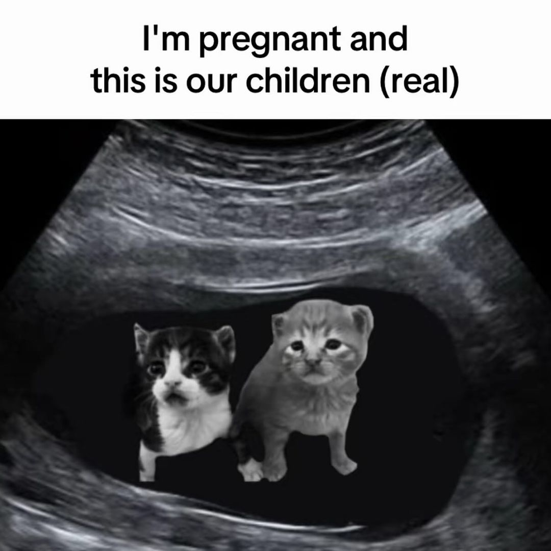 Catsillyness's tweet photo. (Real) https://t.co/6FESMwfsKg