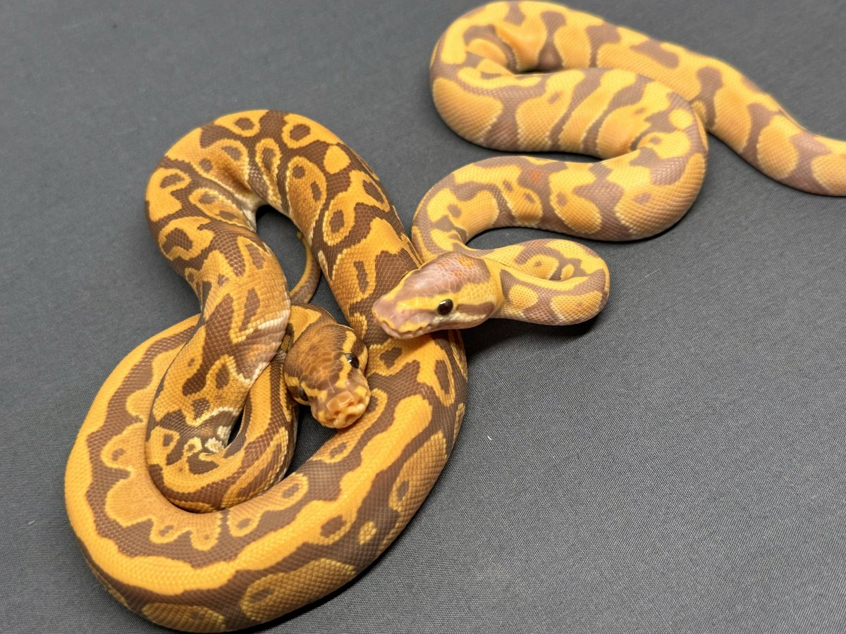 zucchinipickles's tweet photo. 夢かわぱいしょんず🐍🐍
どちらがお好き??
#ultramel
#banana
#ウルトラメル
#バナナ https://t.co/8JCwQsakgq