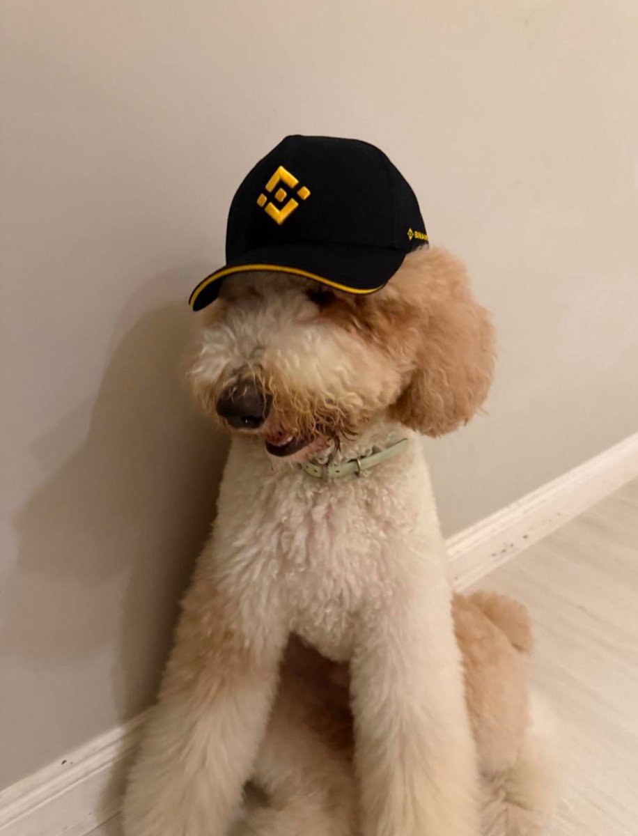 DefiDom 🔺 tweet media