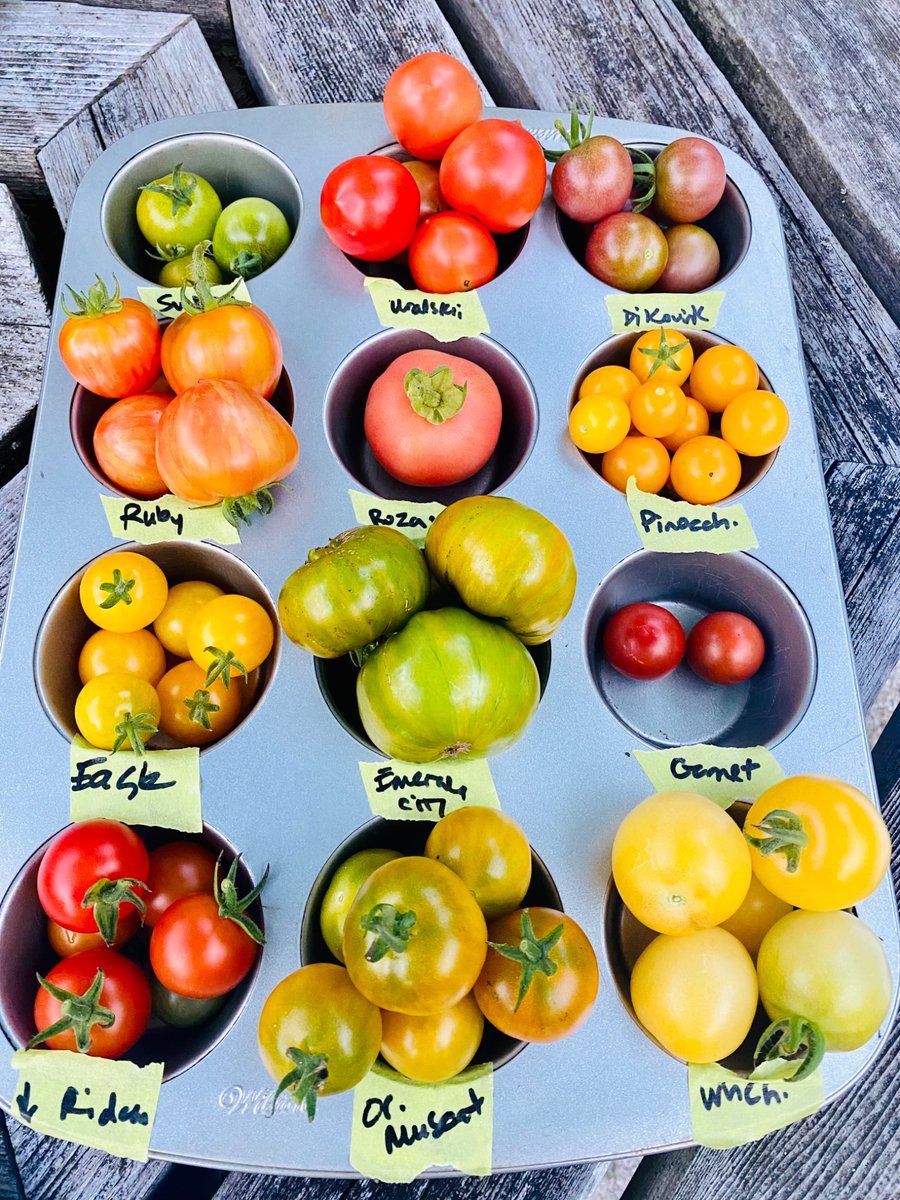Seeds of 170 tomato varieties are now available to order. Tomatoes have been grown organically in Grey County. Message for a complete list. Happy to make recommendations as to some of my favourites too! Shipping (no charge) within Canada only. 
#NotYourRegularRedTomato