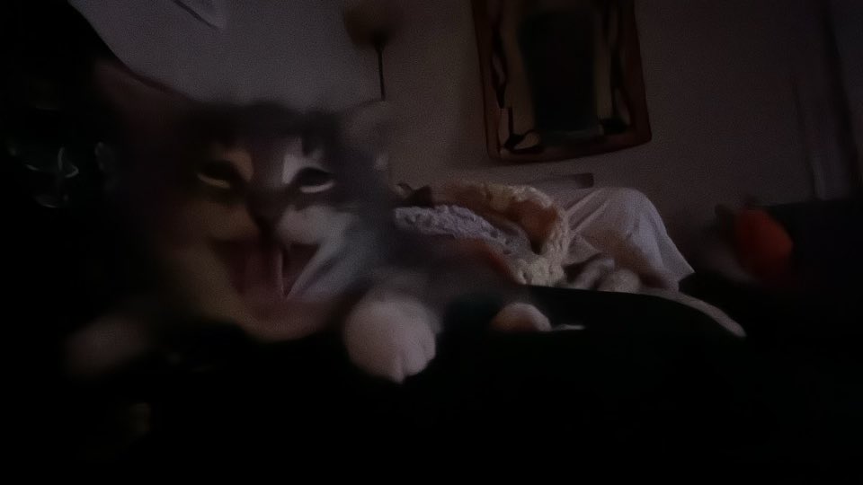 hiddenflan's tweet photo. Pt.1 highlights from the past year I’ve been missing from Twitter meow https://t.co/zSOGc3dQ69
