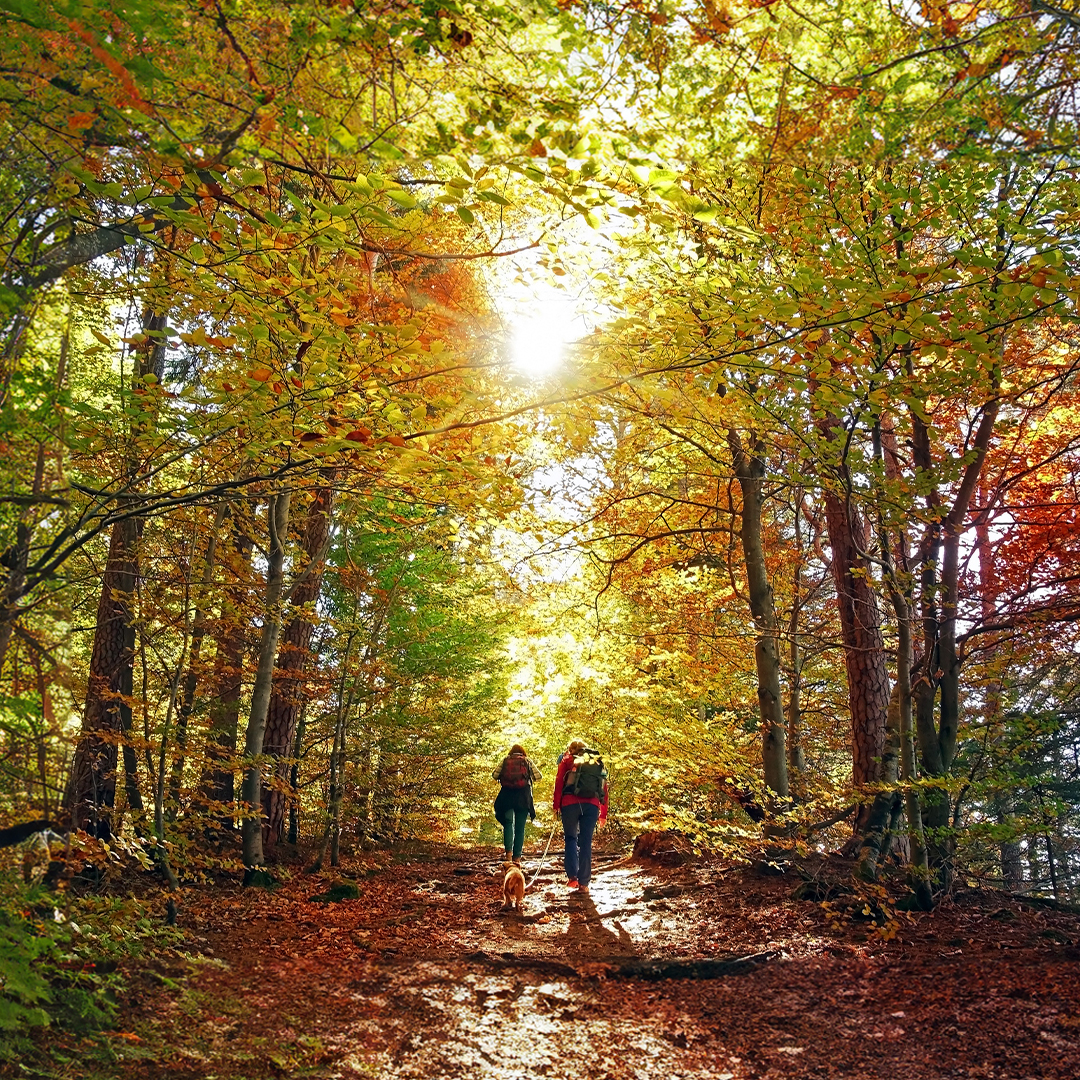 Blackwoodformen's tweet image. Experience the stunning beauty of autumn and boost your health with Shinrin Yoku!🍂🌿 Our grooming essentials can help you attain a #naturalclass while providing the same revitalizing benefits. Check out our range by clicking the link in our bio.✨️ #shinrinyoku #forestbathing