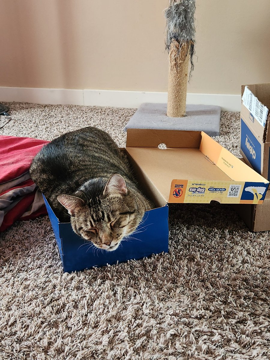 beccaj00729's tweet photo. Sleepy kitty in shoe box 📦 https://t.co/u6eQdUWzYG