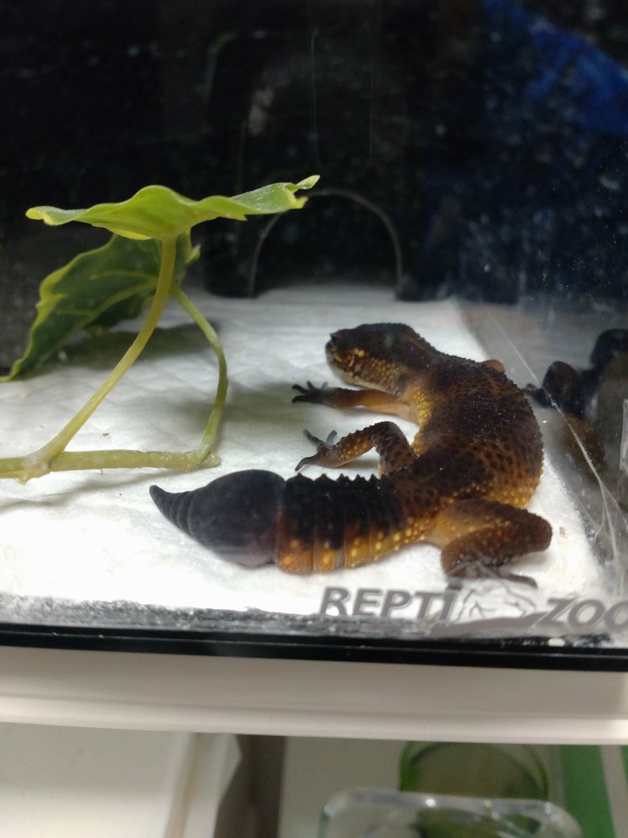 hi42ki's tweet photo. 飼育始めて11ヶ月、全てが上手くいくわけもないですね>⁠.⁠< https://t.co/0MC5wCk99q