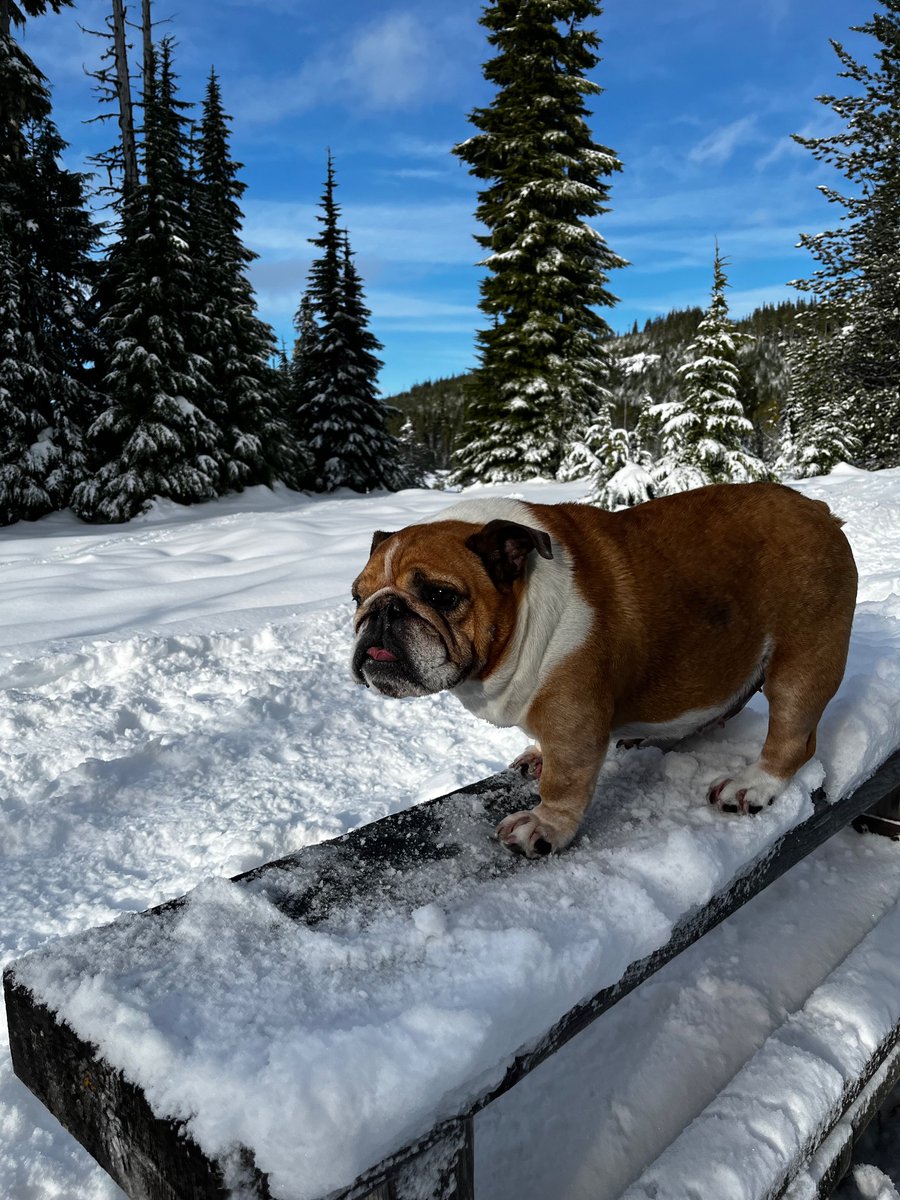 GeorgiaLynneBC's tweet photo. Afternoon Walkies #mountaindog #zshq #snowday https://t.co/AdXKQJxm2b
