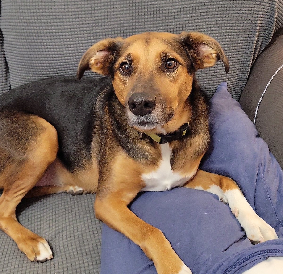 Luke ran headfirst into another dog, started shaking, barely able to walk, and on the way to the emergency vet he went back to being completely normal