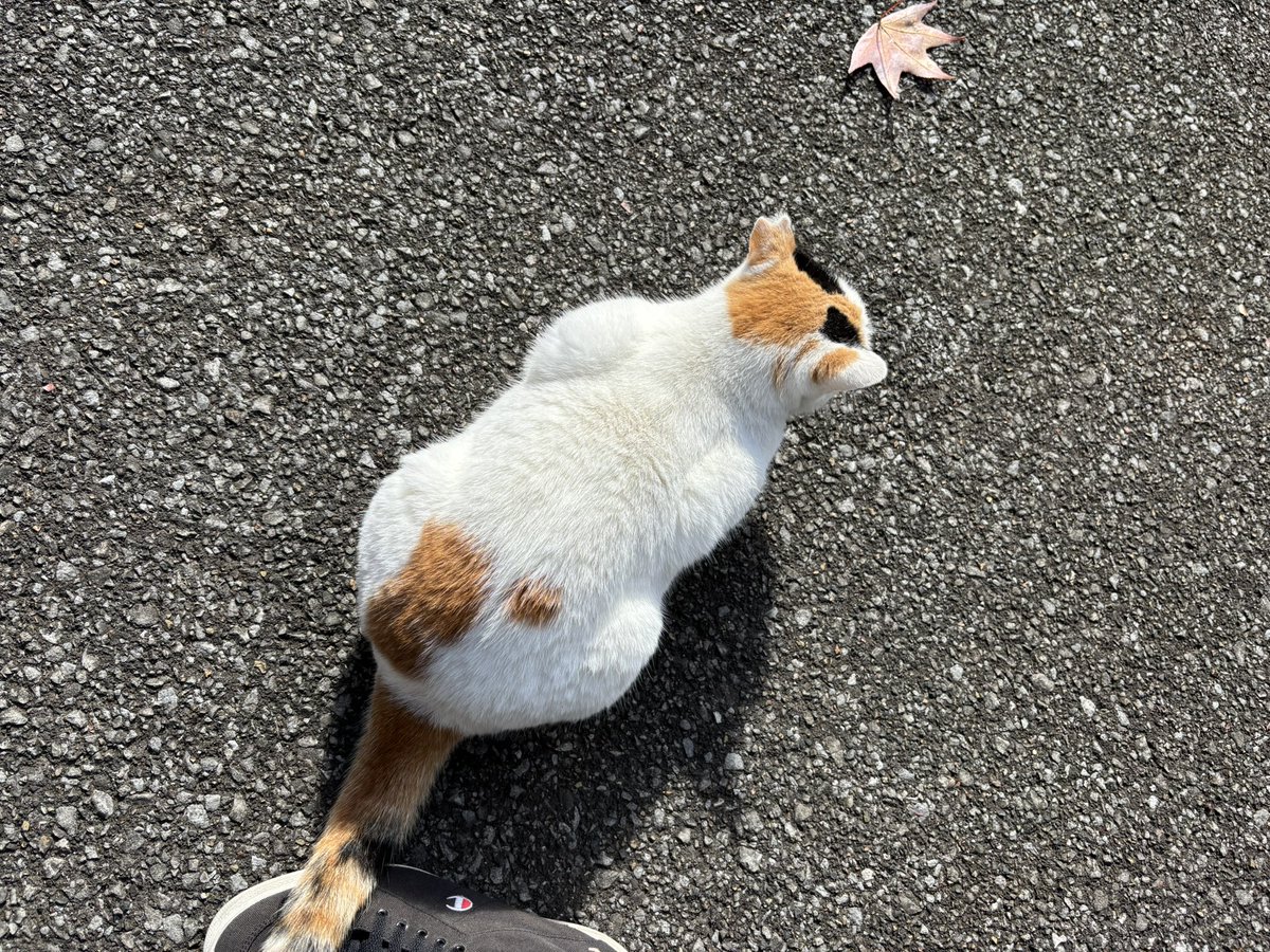 misoshiruji's tweet photo. 道の駅旅の途中で唐沢山神社へ。にゃんこがたくさんいてめちゃくちゃ癒された〜。 https://t.co/NpLUHnRDfT