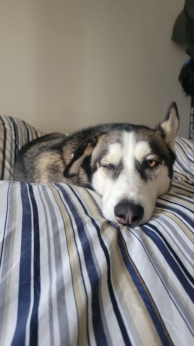 btwdsgn's tweet photo. The princess. Say hi! #dogsarefamily #PuppyPerfection #dogs #dogsontwitter #princess #fyp https://t.co/ZGmj0A1ACb