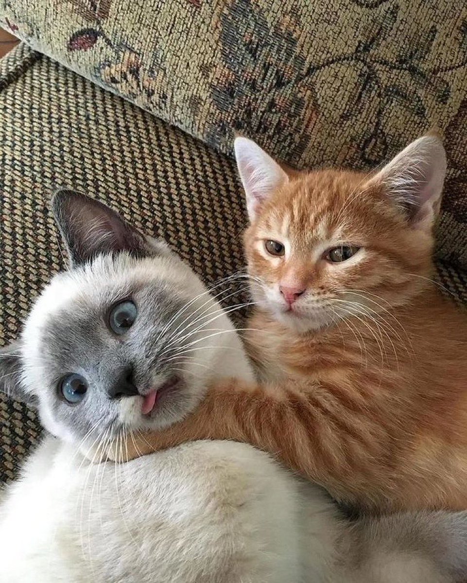 PunchingCat's tweet photo. no more speak https://t.co/y82SiiDwv8