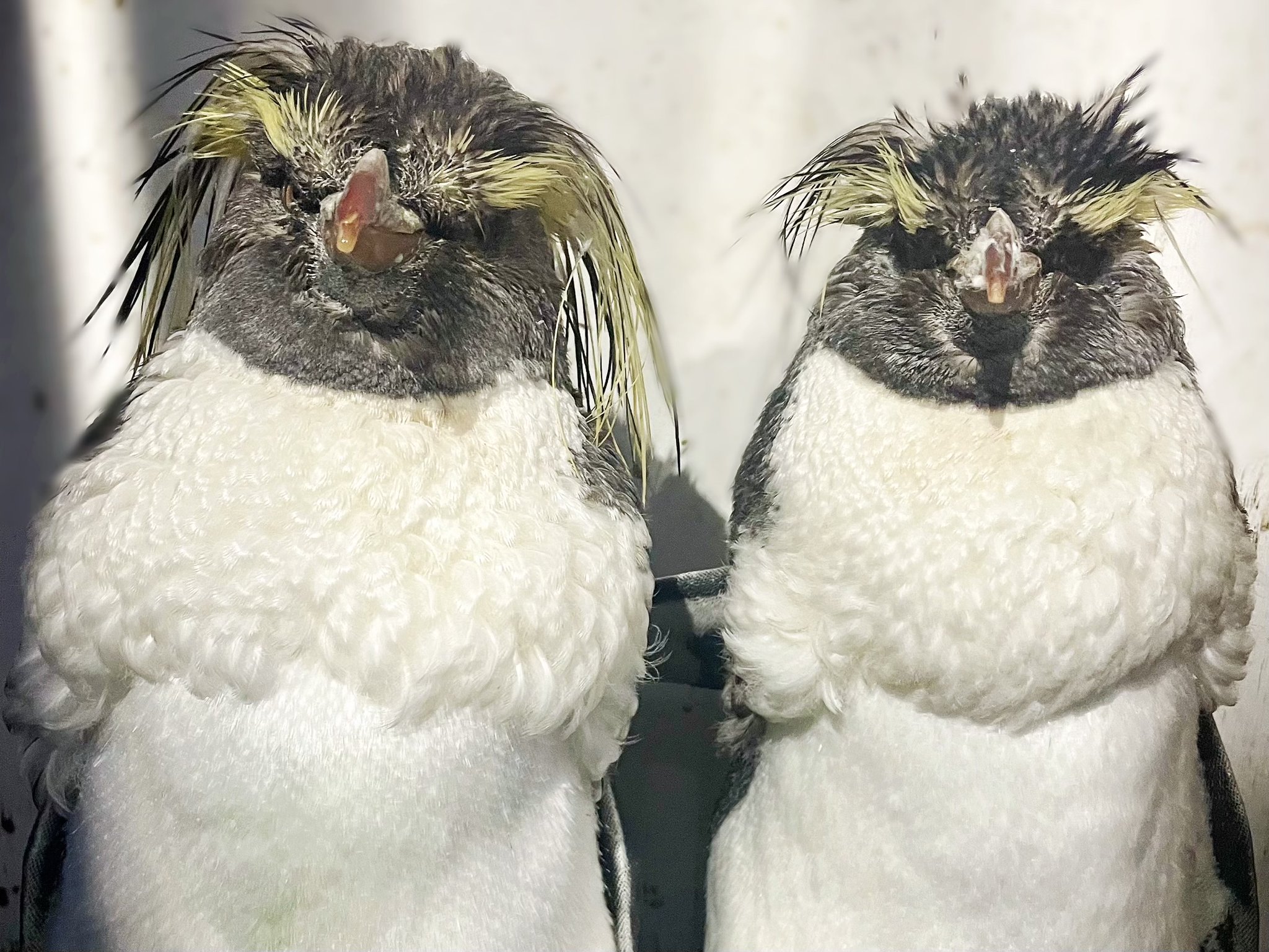 イワトビペンギンの剥製 本物剥製] イワトビペンギン 身長39cm 台座付き : 良品倶楽部