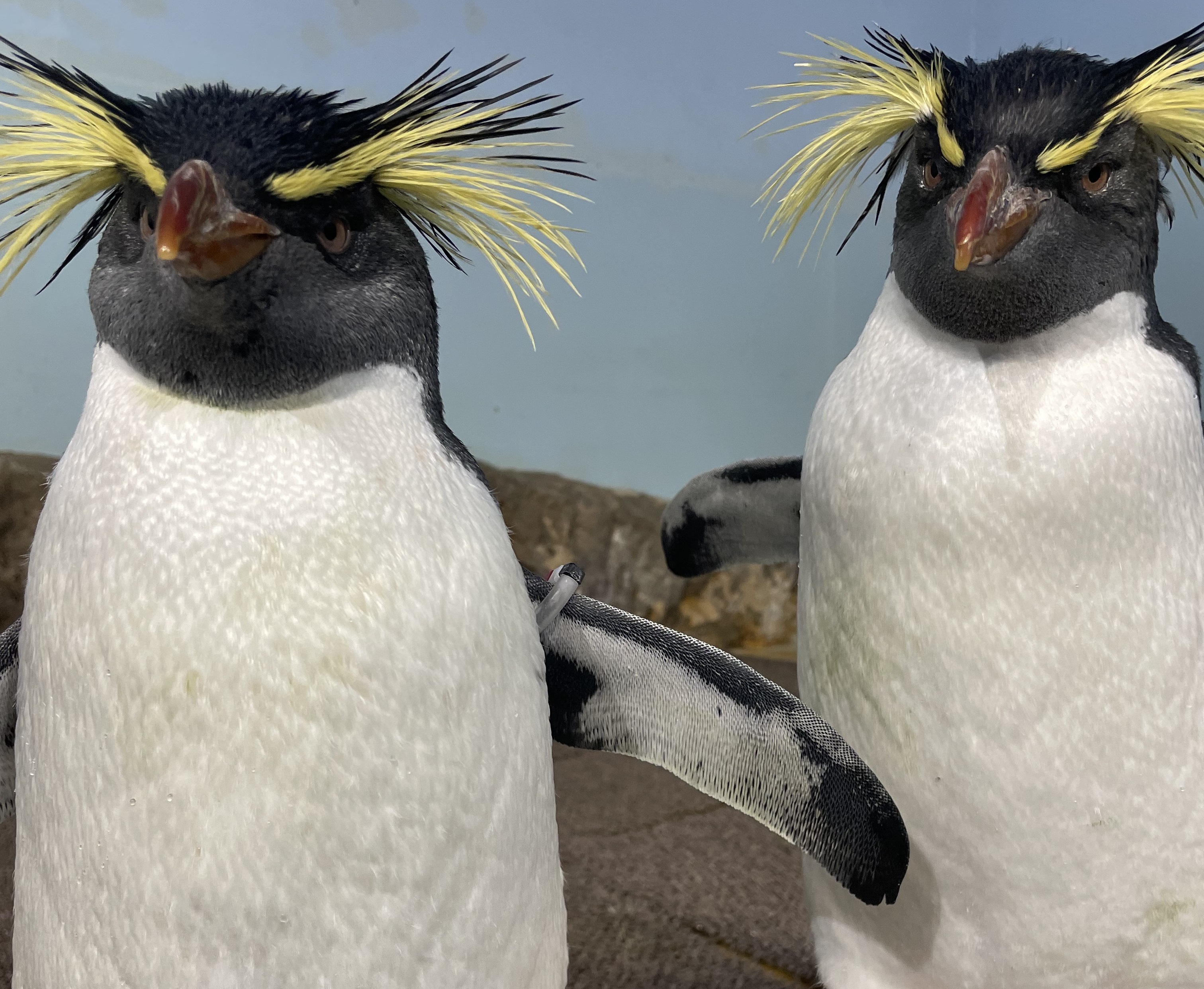 マクセル アクアパーク品川公式 on X: 