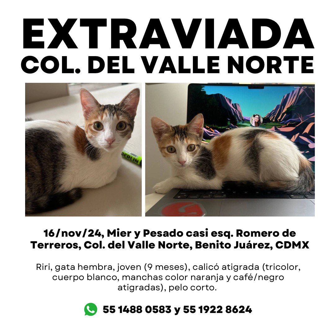 gatitosasalvo's tweet photo. Chicos, les venimos a pedir su ayuda, si la ven, por favor comuníquense al fondo del cartel. Anoche se perdió. Urge encontrarla https://t.co/hHEbXzalhF