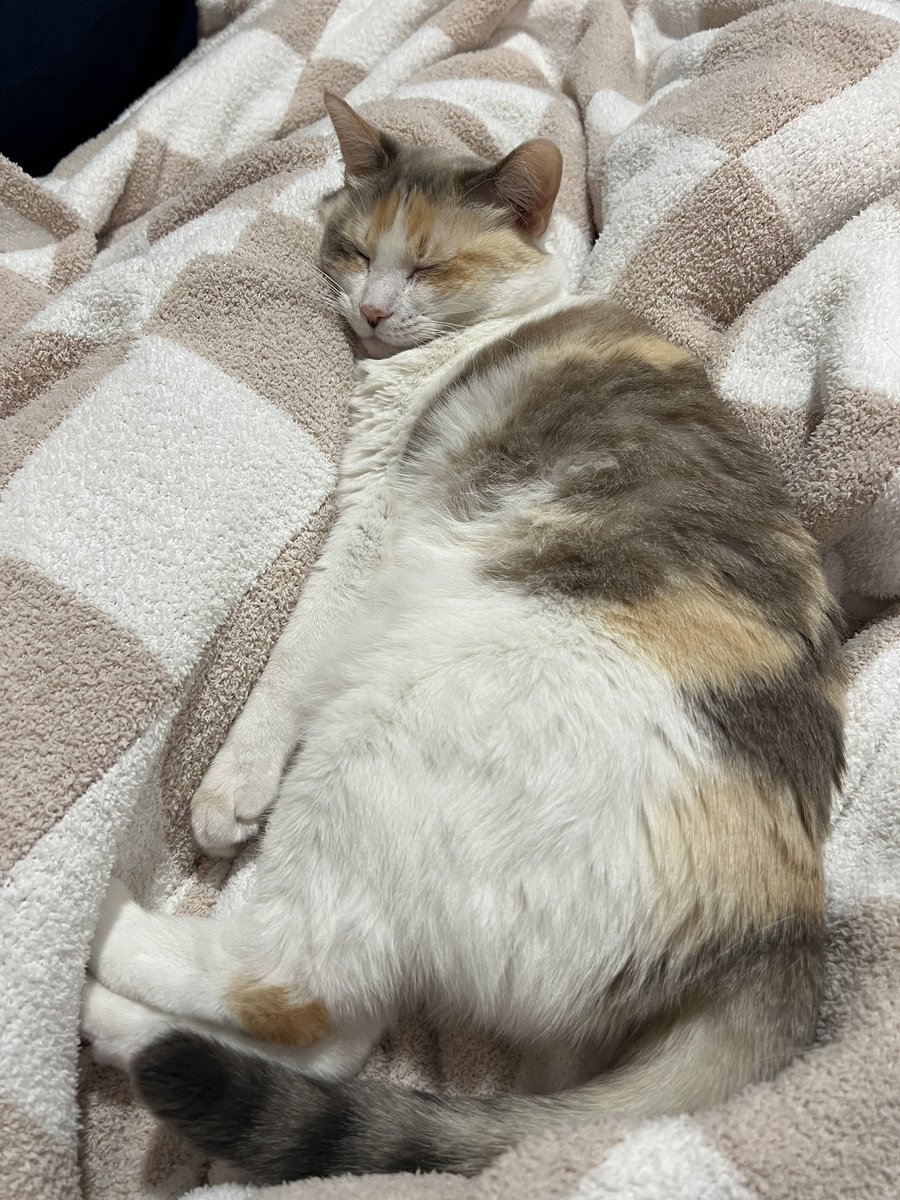 fatfatpankocat's tweet photo. Comfy https://t.co/zGCYLGYvyw