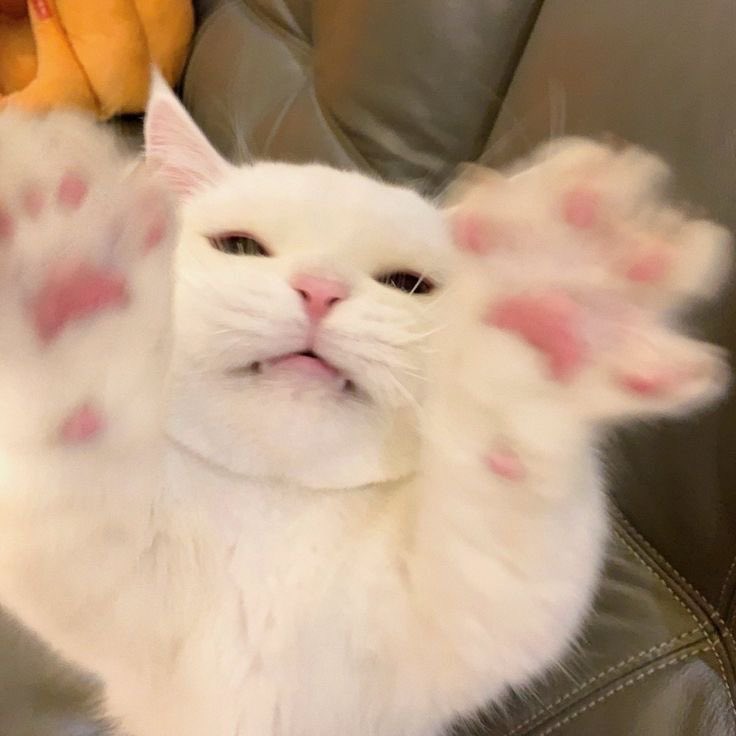 🐈‍⬛ tweet media