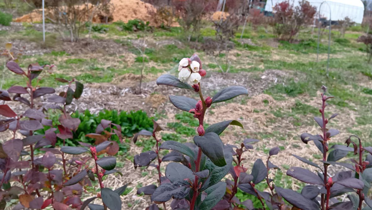 今日は寒いです…が！！昨日までの暖かさでブルーベリーの花が咲きました💦