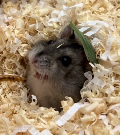 aeng_hamster's tweet image. 어릴때 청소하면 
내꺼!!!!! 꺼져!!!!!(쮝)
지금 청소하면
아이고 내 재산 내 똥 내 쉬!!!!!(울먹+쮝)