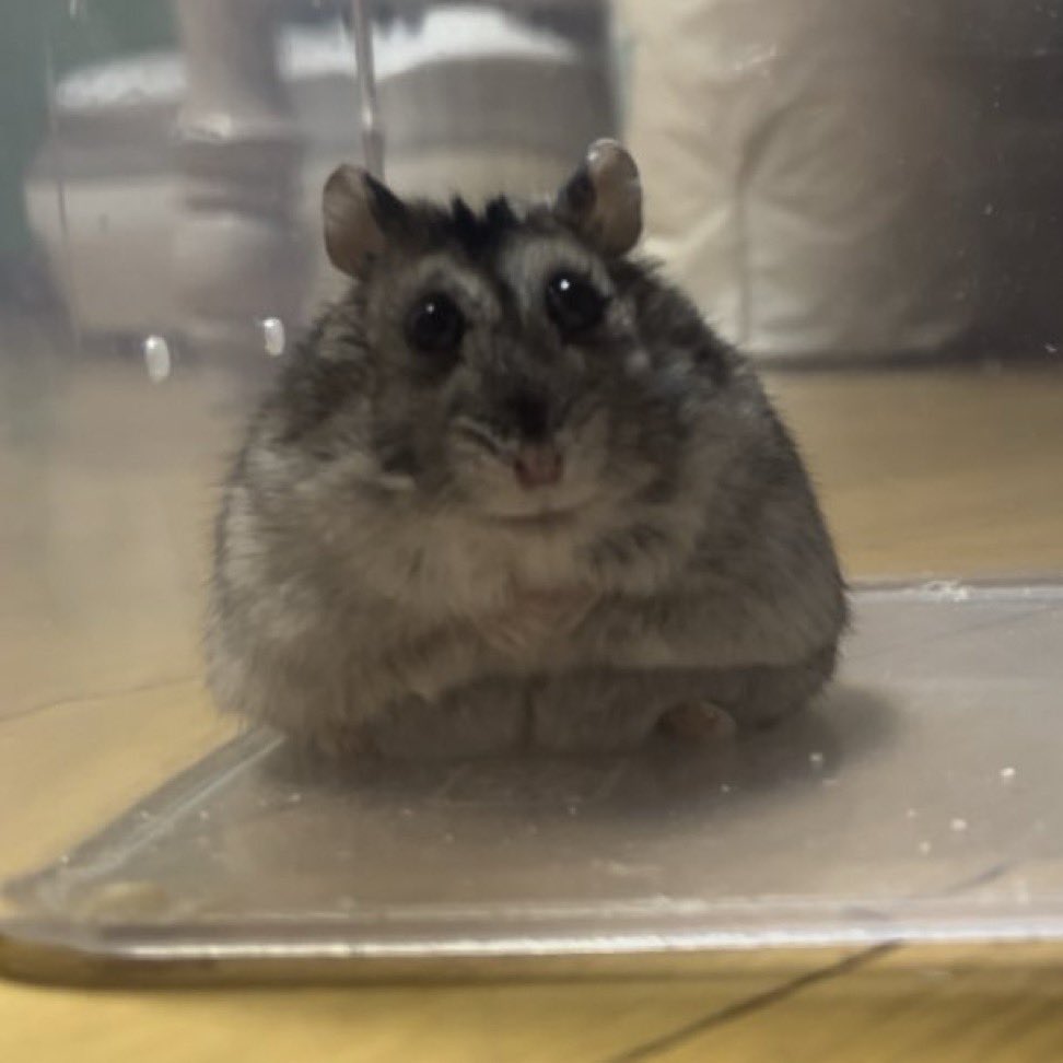 aeng_hamster's tweet image. 어릴때 청소하면 
내꺼!!!!! 꺼져!!!!!(쮝)
지금 청소하면
아이고 내 재산 내 똥 내 쉬!!!!!(울먹+쮝)