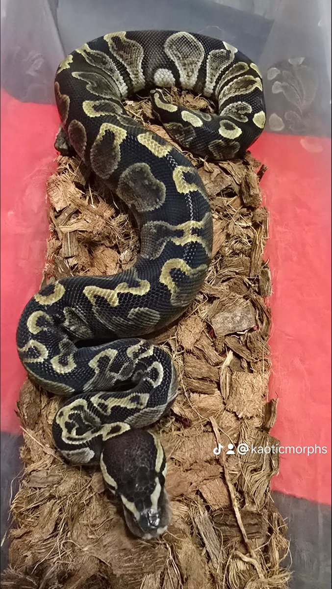 KaoticMorphz's tweet image. 🐍ONE MY HOLDBACK GIRLS GHI HET (VPI) AXANTHIC 
#KAOTICMORPHS 
#BABYBALLPYTHON