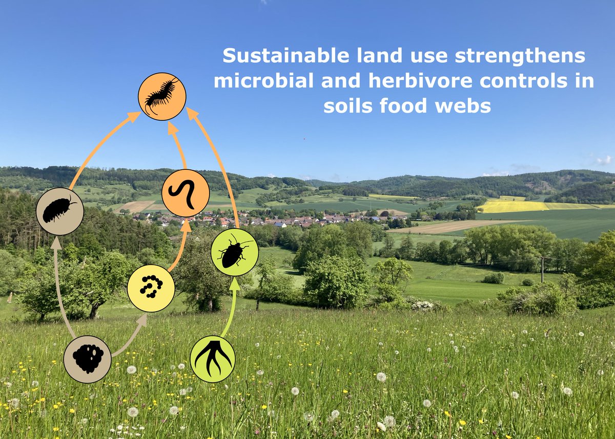 Marie Sünnemann (@marie_suen) on Twitter photo My final PhD chapter is published! Sustainable land use supports microbial and herbivore controls in soil food webs—whether in grasslands, croplands, or under future climate conditions: onlinelibrary.wiley.com/doi/10.1111/gc… <a href="/EisenhauerLab/">Eisenhauer Lab</a> @BarnesEcoDiv <a href="/AntonCollembola/">Anton Potapov</a> <a href="/idiv/">iDiv Biodiversity Research</a> My final PhD chapter is published! Sustainable land use supports microbial and herbivore controls in soil food webs—whether in grasslands, croplands, or under future climate conditions: onlinelibrary.wiley.com/doi/10.1111/gc… <a href="/EisenhauerLab/">Eisenhauer Lab</a> @BarnesEcoDiv <a href="/AntonCollembola/">Anton Potapov</a> <a href="/idiv/">iDiv Biodiversity Research</a>