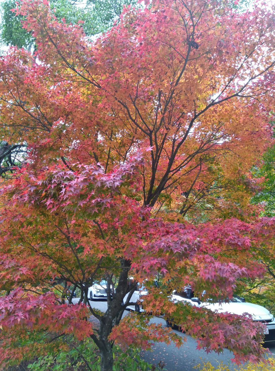 hirobun43's tweet photo. 久々に呑山観音寺
行って来ましたが
紅葉🍁は、まだまだな
感じでしたよ🍁 https://t.co/UYMgiQTH2n