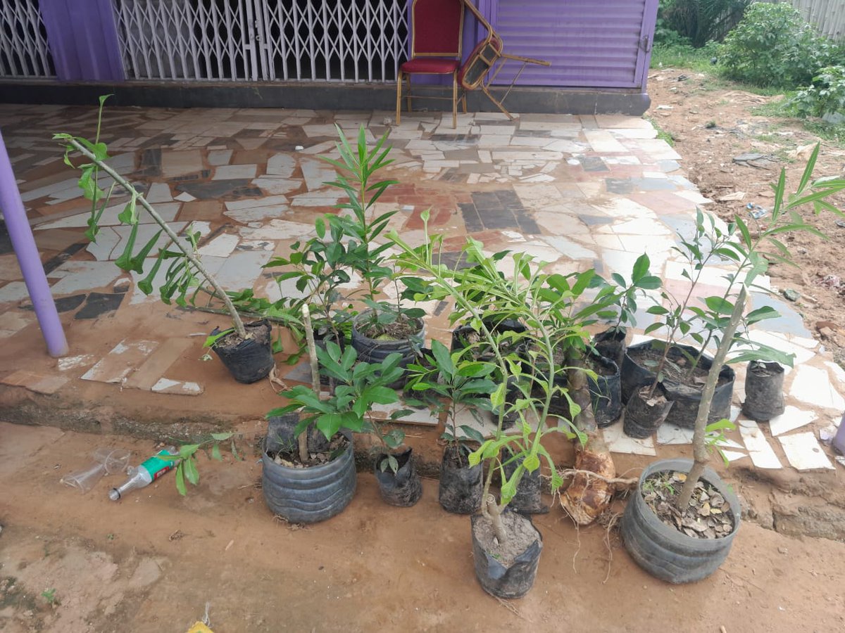 GDfAfrica's tweet photo. Planting trees today, roots a brighter tomorrow; for every tree planted, we breathe easier, live healthier, and secure a sustainable future for generations to come. https://t.co/ZNKtHBiTqH