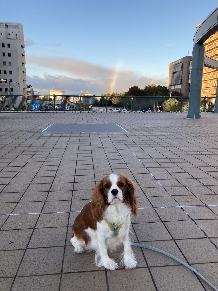 cando1998's tweet image. ムギちゃんと虹