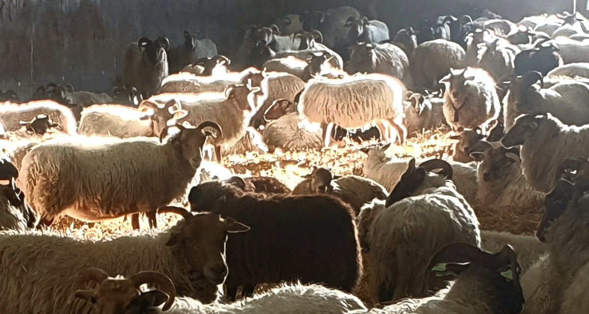 Goedemorgen! 
Een nieuwe week, een nieuwe start.
Maak er een mooie dag van!
#Dwingelderveld #AchtertZaand #Natuurmonumenten