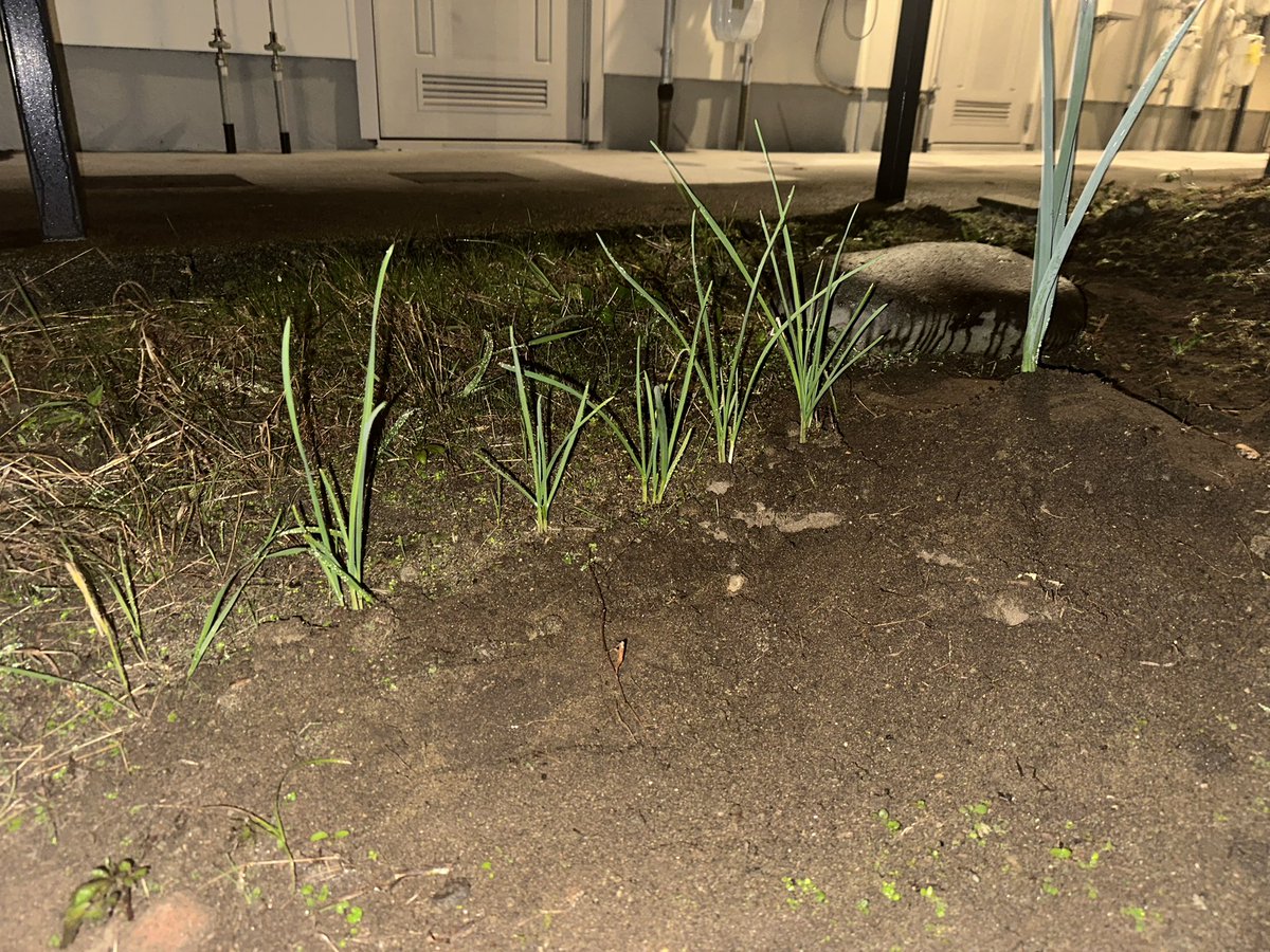 皆さん覚えていますか？
2022年から生えてるネギ笑
なんとまだ生えてます🤣
そして手前はニンニク🧄です🤣