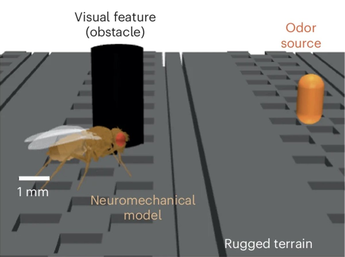 EPFL Brain Mind Institute (@brainmind_epfl) on Twitter photo In a new paper by the group of <a href="/ramdya/">Pavan Ramdya</a> in the <a href="/Brainmind_EPFL/">EPFL Brain Mind Institute</a>, they construct an enhanced biologically inspired neuromechanical model in order to evaluate the mechanisms of multimodal animal navigation - nature.com/articles/s4159… In a new paper by the group of <a href="/ramdya/">Pavan Ramdya</a> in the <a href="/Brainmind_EPFL/">EPFL Brain Mind Institute</a>, they construct an enhanced biologically inspired neuromechanical model in order to evaluate the mechanisms of multimodal animal navigation - nature.com/articles/s4159…