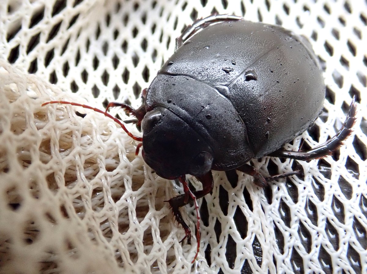 Merops Field Studies tweet media