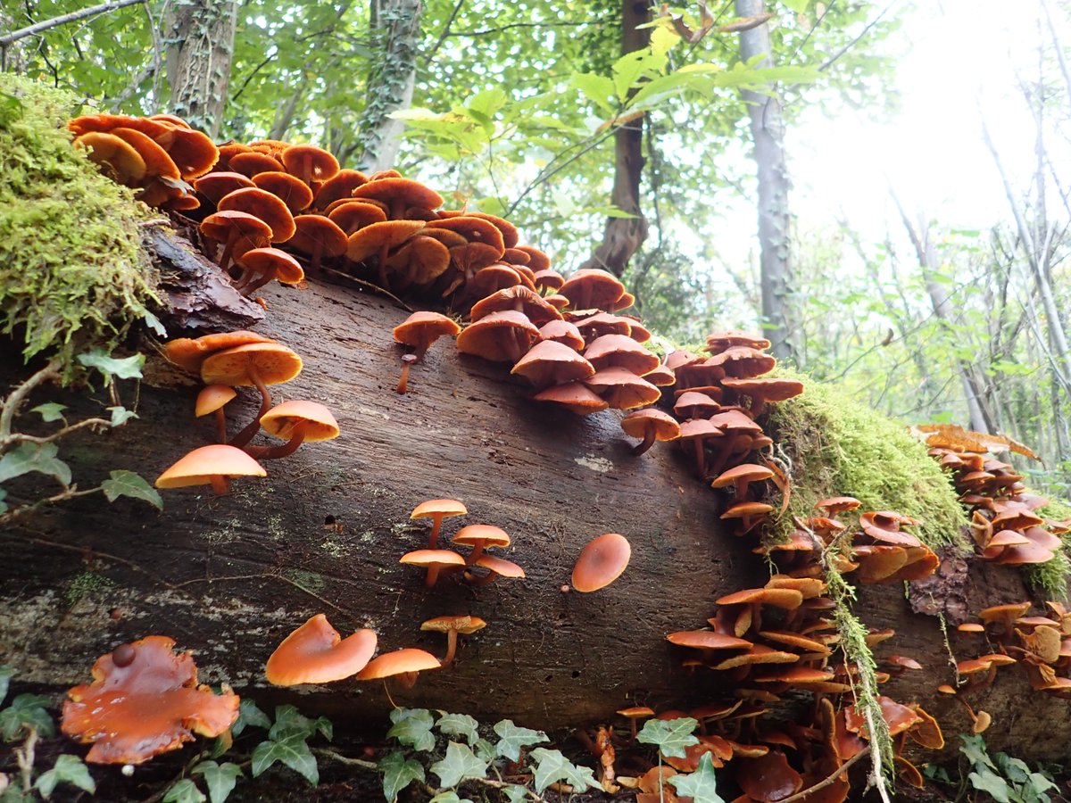 Merops Field Studies tweet media