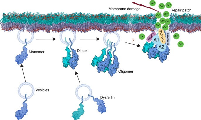 Nature Communications (@naturecomms) on Twitter photo <a href="/CellAdhesion/">Krishna Chinthalapudi</a> <a href="/Heissler_Lab/">Heissler Lab</a> report the structure of dysferlin, offering insights into its molecular mechanisms and how mutations impair its function #dysferlin #membrane_repair
nature.com/articles/s4146… <a href="/CellAdhesion/">Krishna Chinthalapudi</a> <a href="/Heissler_Lab/">Heissler Lab</a> report the structure of dysferlin, offering insights into its molecular mechanisms and how mutations impair its function #dysferlin #membrane_repair
nature.com/articles/s4146…