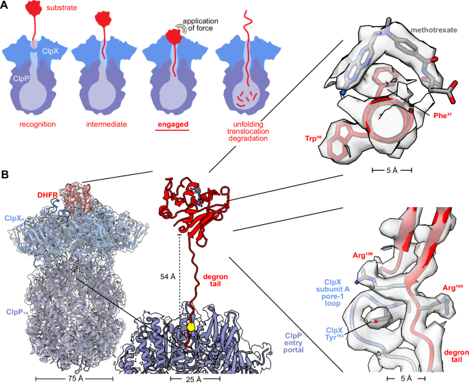 <a href="/jhdavislab/">Joey Davis @jhdavislab@mstdn.science</a> <a href="/AGhanbarpour/">Alireza Ghanbarpour</a> use cryo-EM to visualise AAA proteases unfolding substrates before degradation

nature.com/articles/s4146…